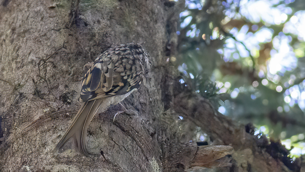 Short-toed Treecreeper
