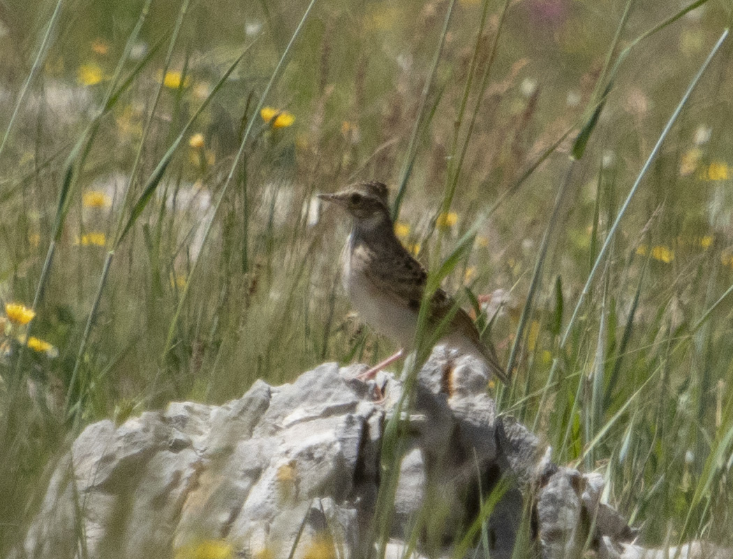 Woodlark