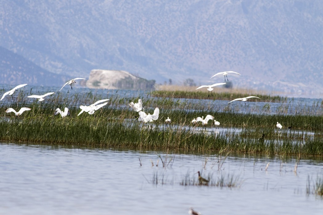 Eurasian Spoonbill