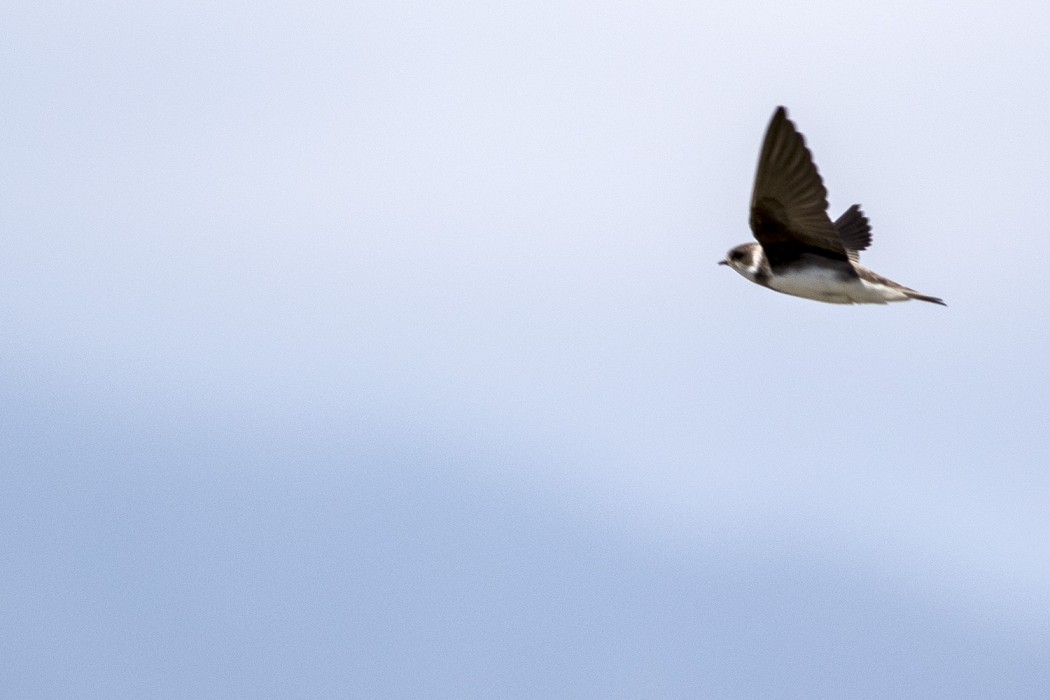 Sand Martin