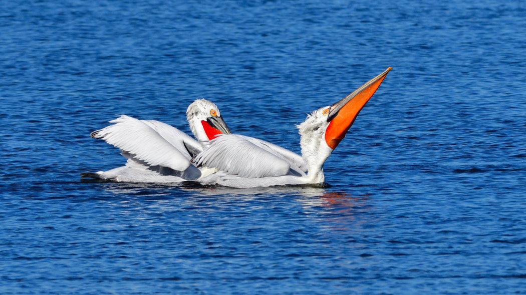 Dalmatian Pelican