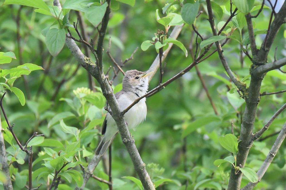 Eastern Olivaceous Warbler