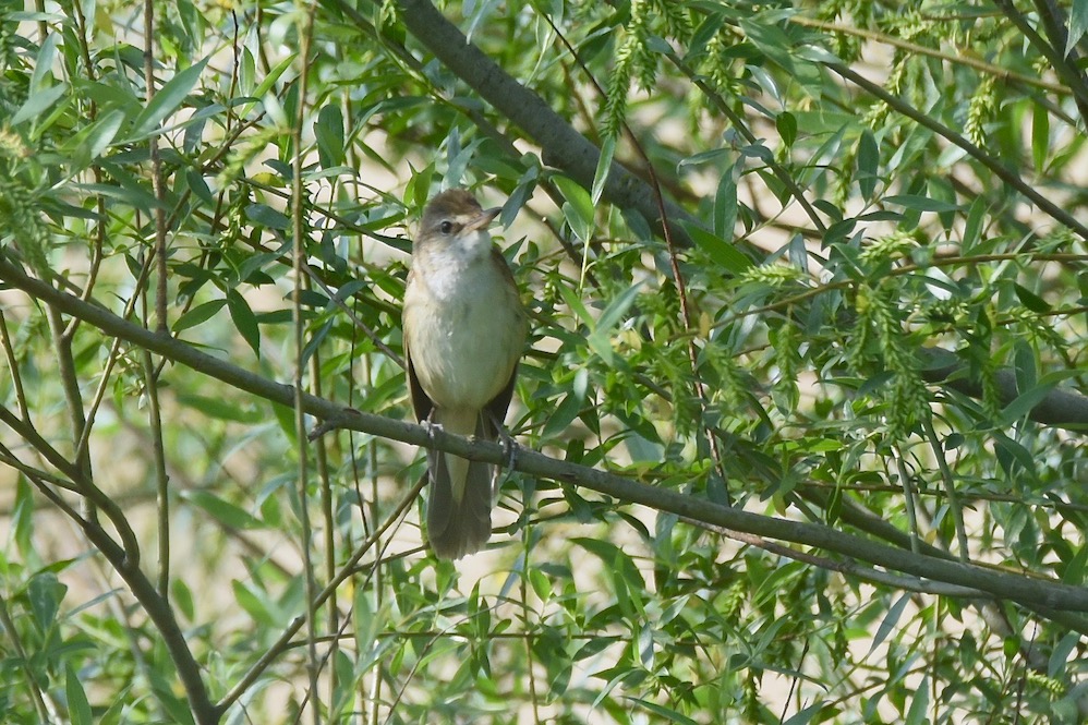 Great Reed Warbler