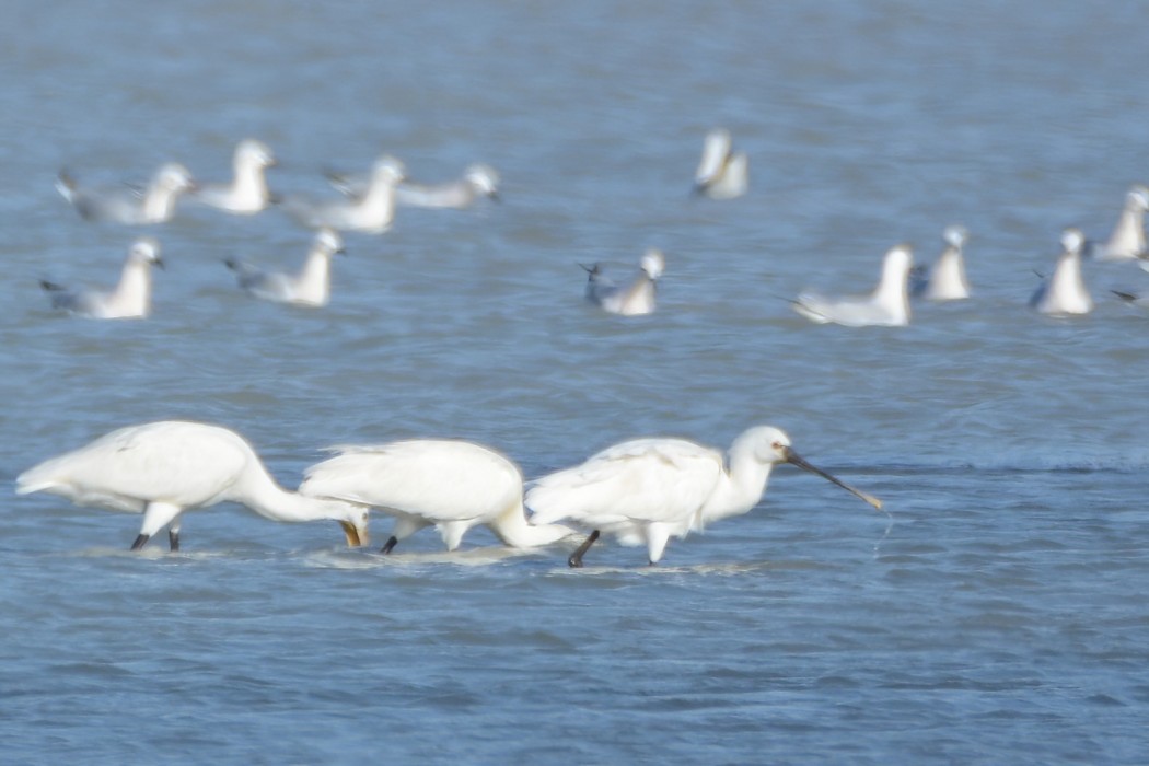 Eurasian Spoonbill