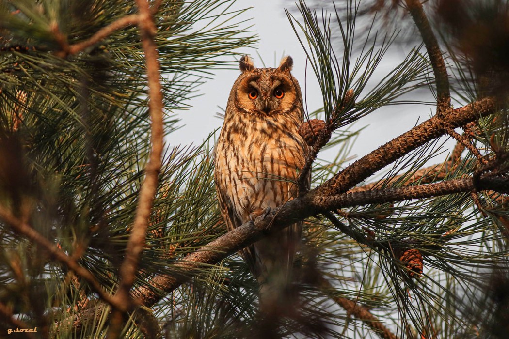 Long-eared Owl