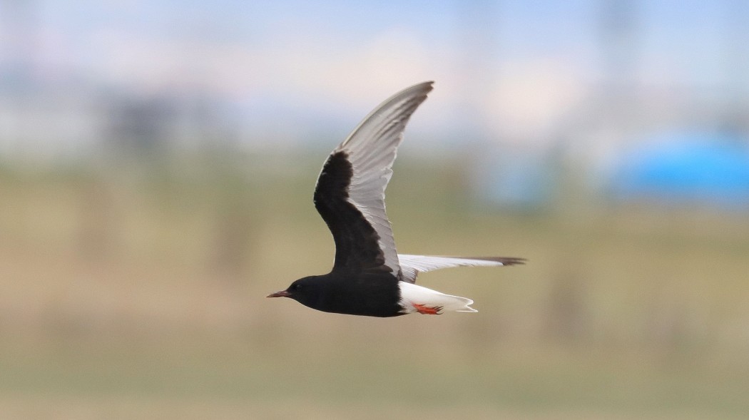 White-winged Tern