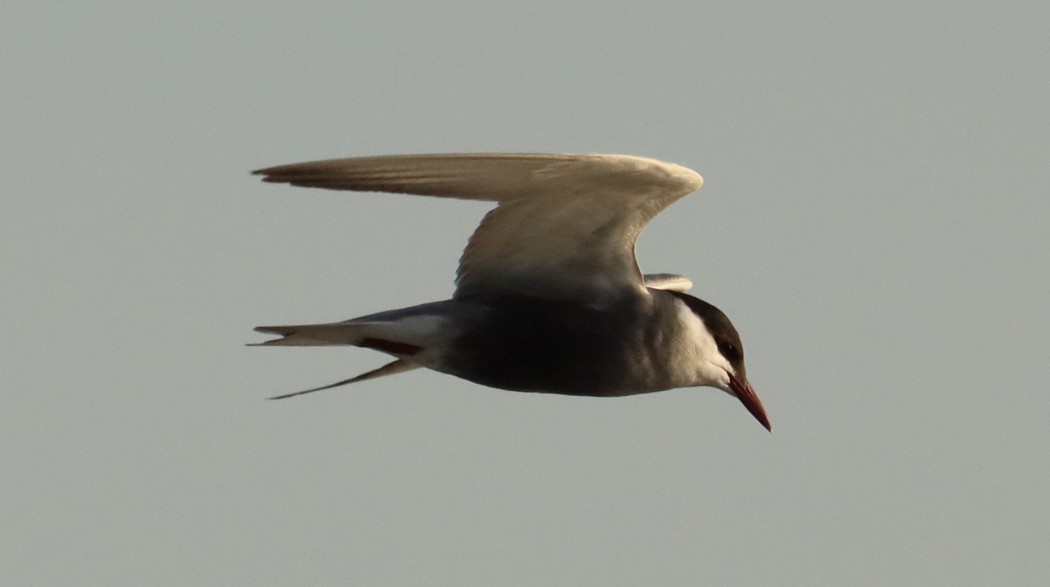 Whiskered Tern
