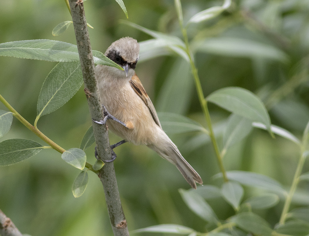 Eurasian Penduline Tit