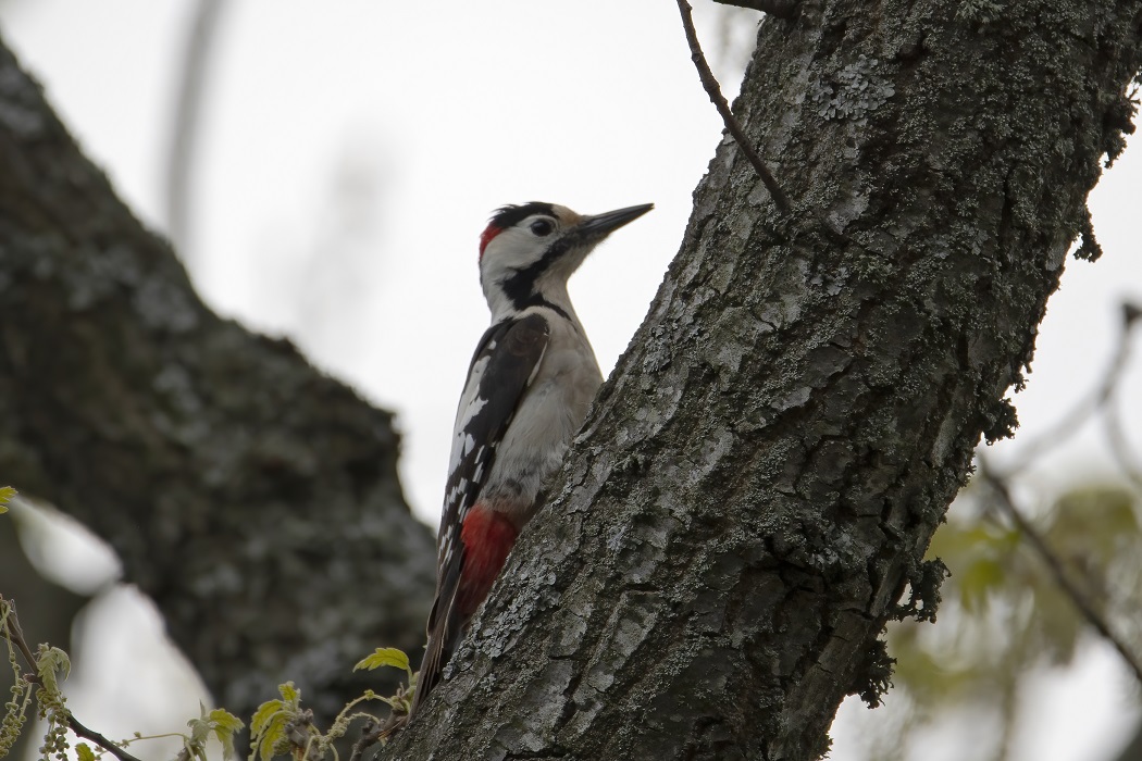 Syrian Woodpecker