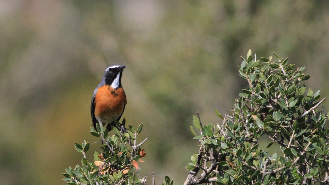 White-throated Robin