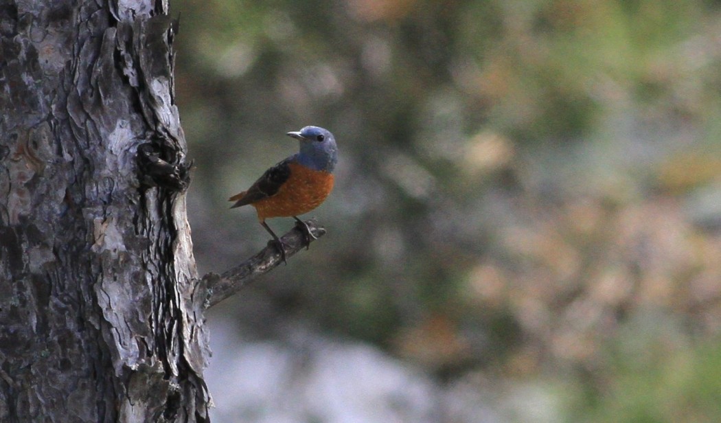 Common Rock Thrush