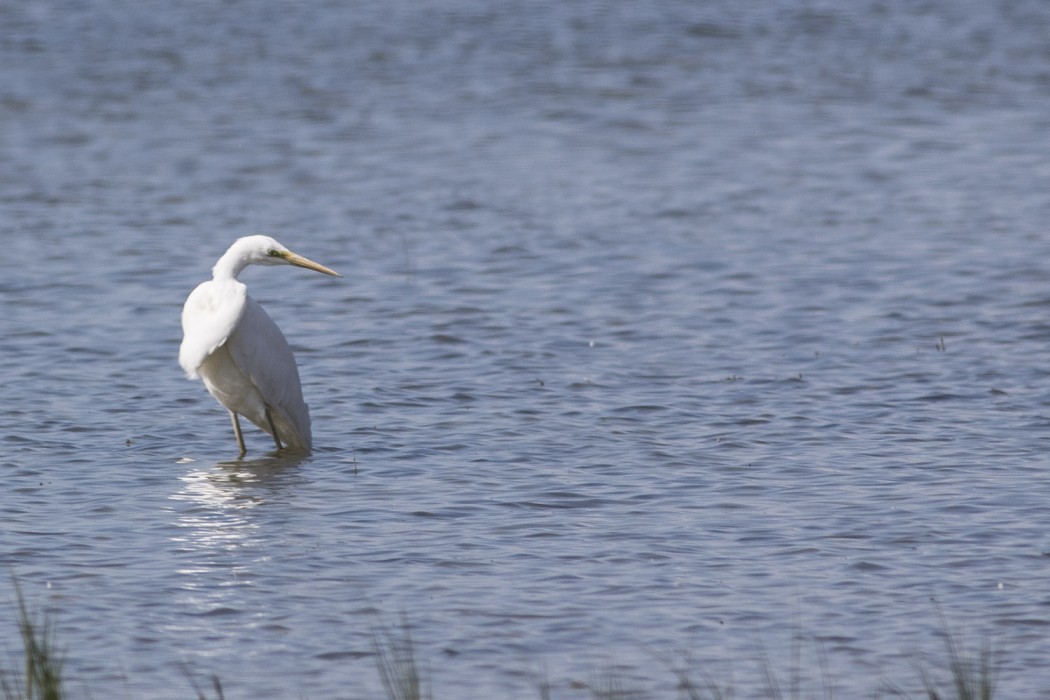 Great Egret