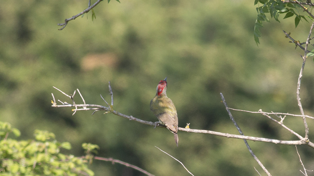 European Green Woodpecker