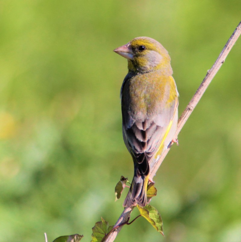 European Greenfinch