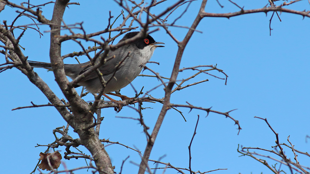 Sardinian Warbler
