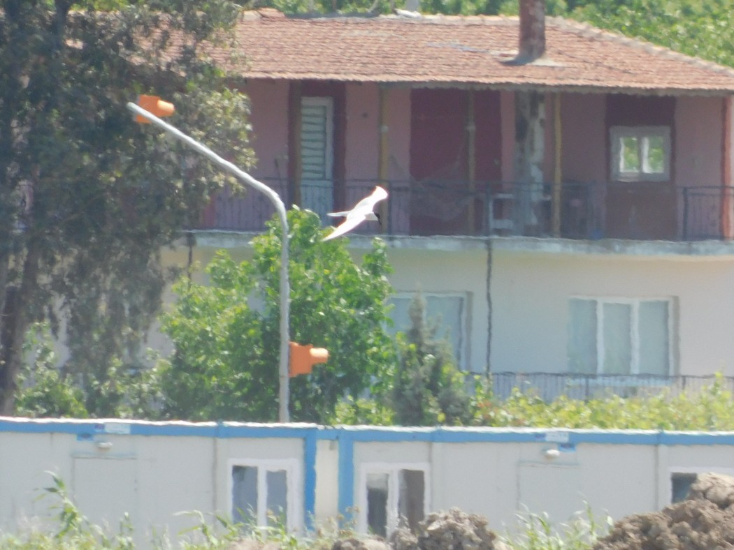 Gülen Sumru