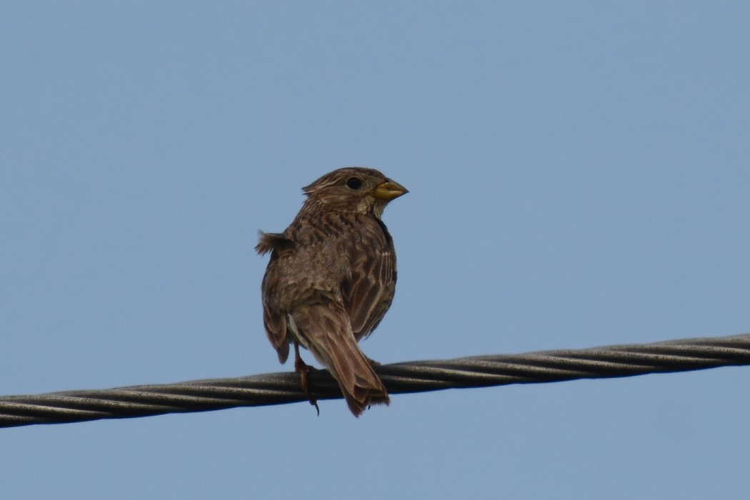 Corn Bunting