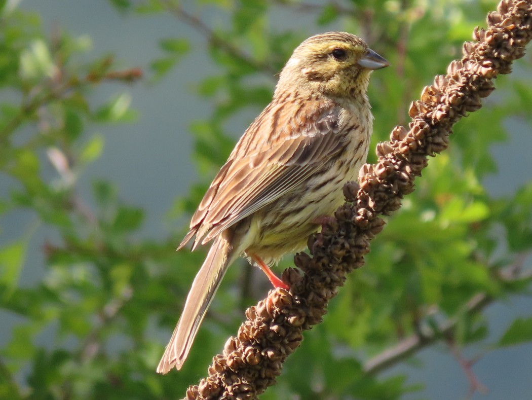 Cirl Bunting