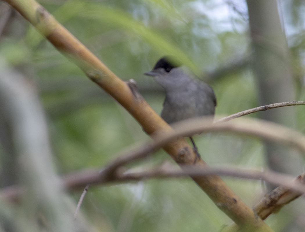 Eurasian Blackcap