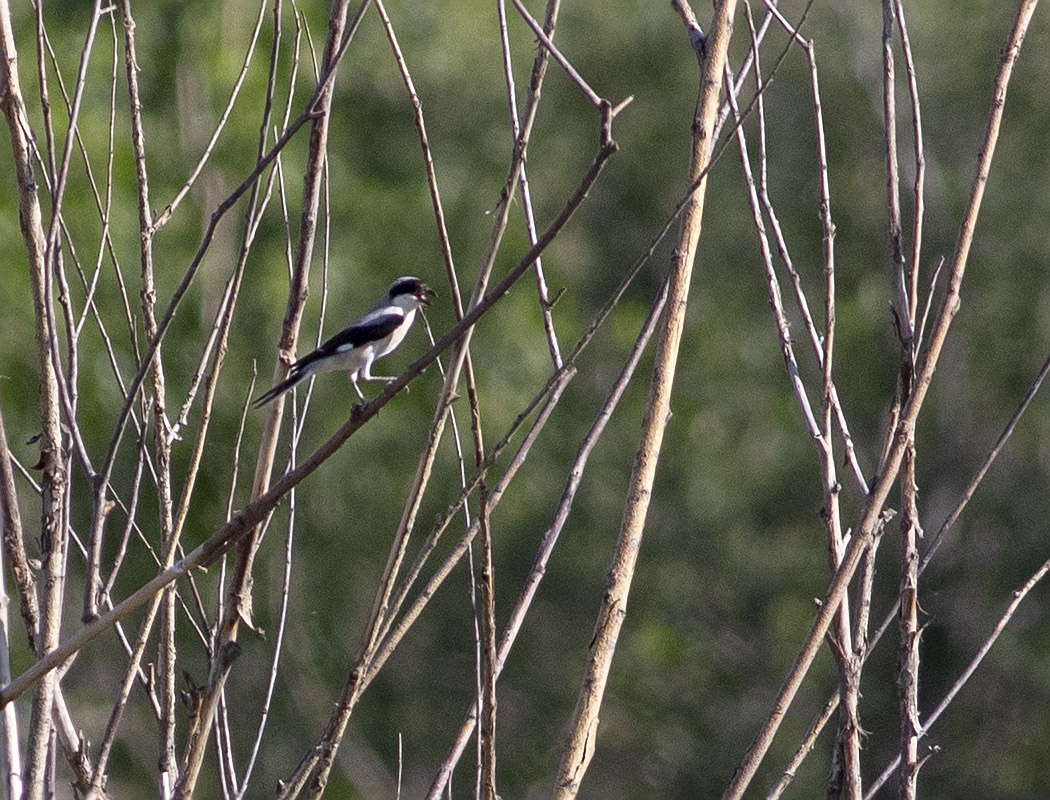 Lesser Grey Shrike