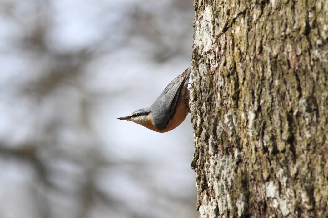 Eurasian Nuthatch