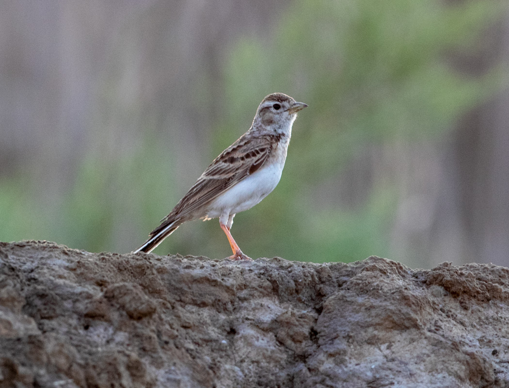 Greater Short-toed Lark