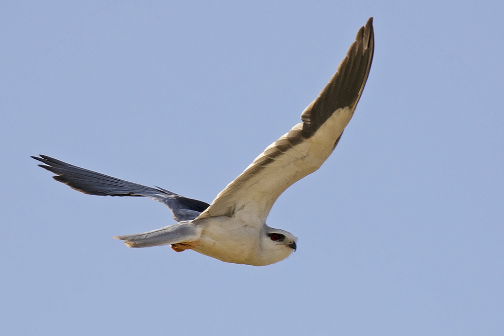 Black-winged Kite