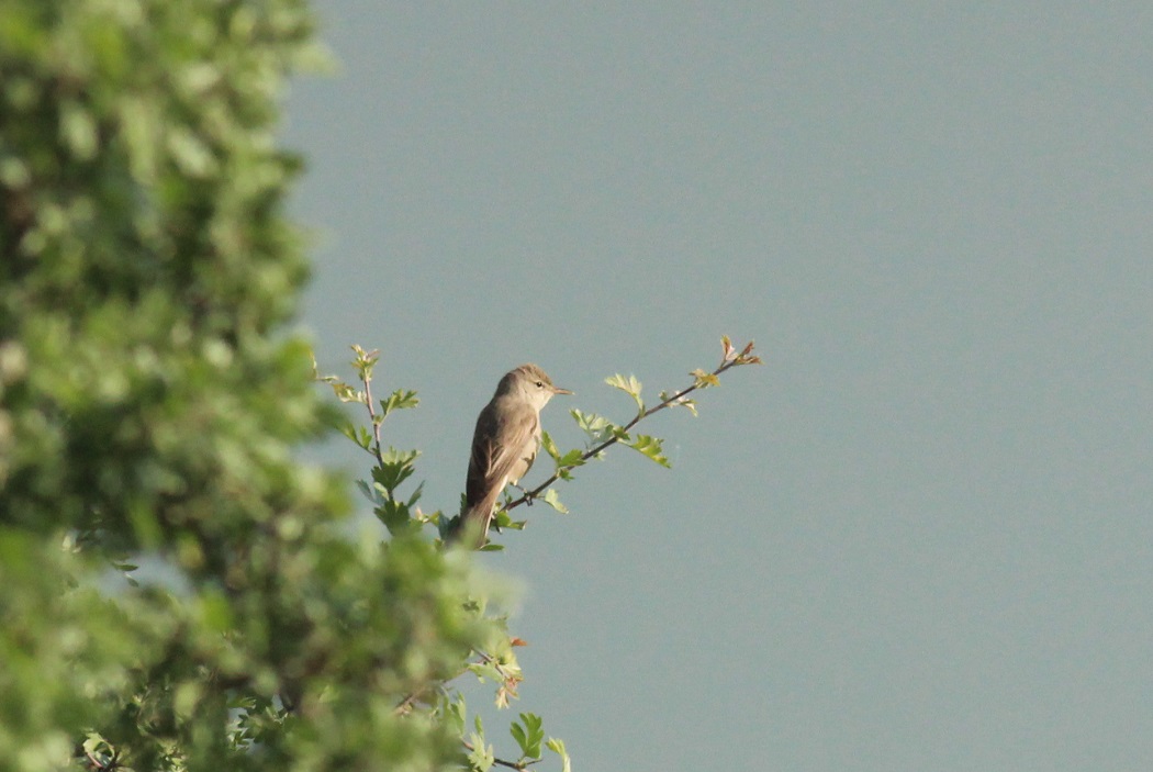 Eastern Olivaceous Warbler