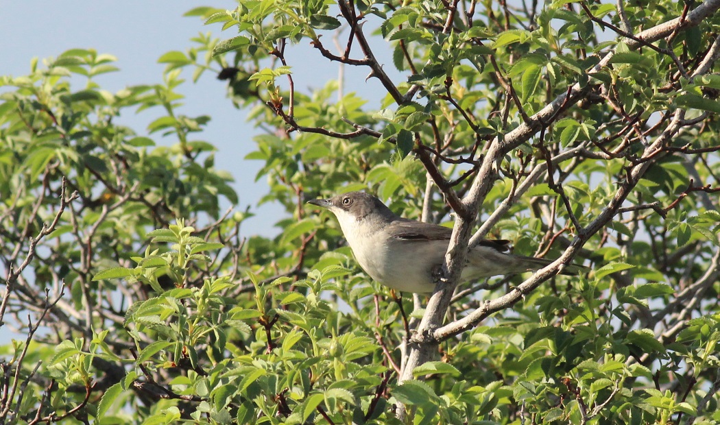 Eastern Orphean Warbler