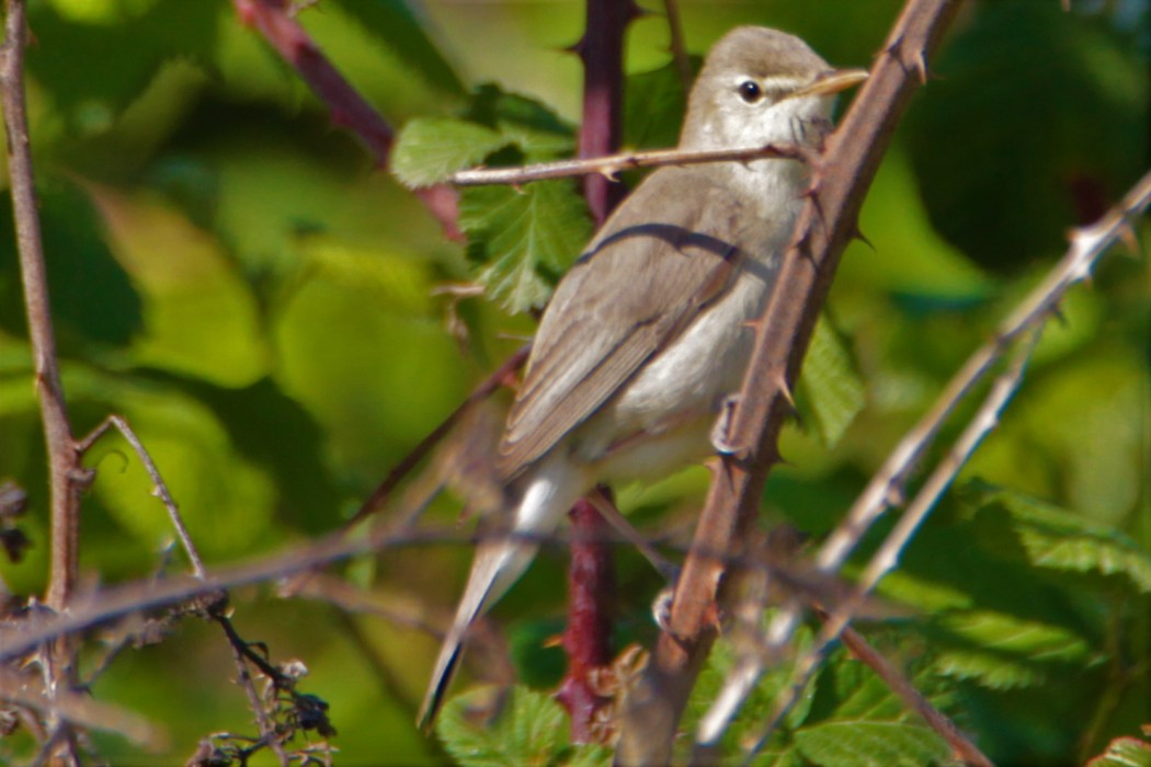 Eastern Olivaceous Warbler