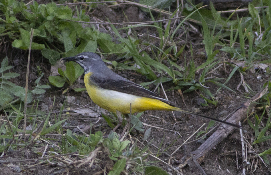 Grey Wagtail