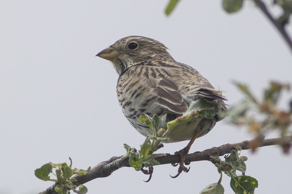 Corn Bunting