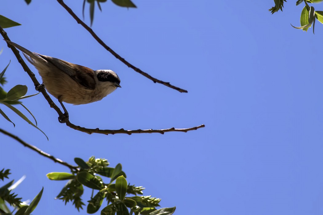 Eurasian Penduline Tit
