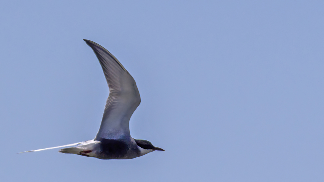 Whiskered Tern