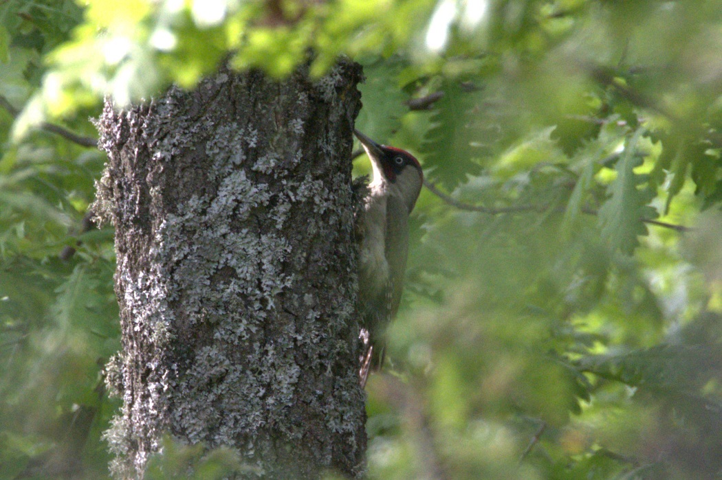 European Green Woodpecker
