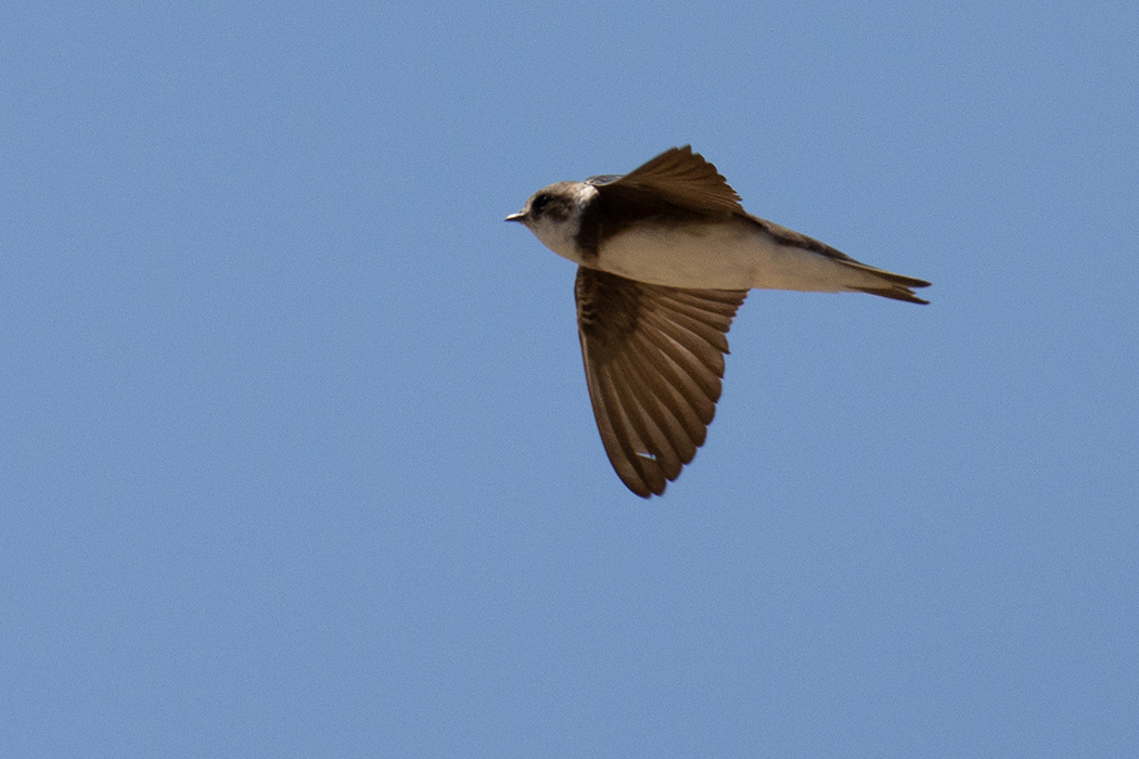 Sand Martin