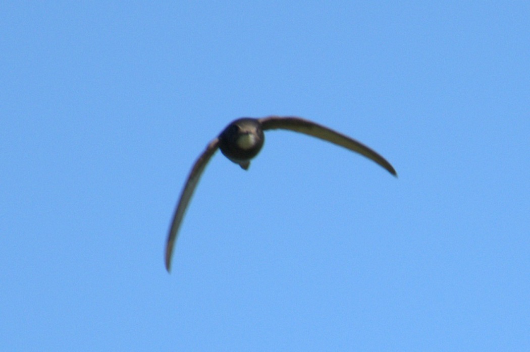 Common Swift
