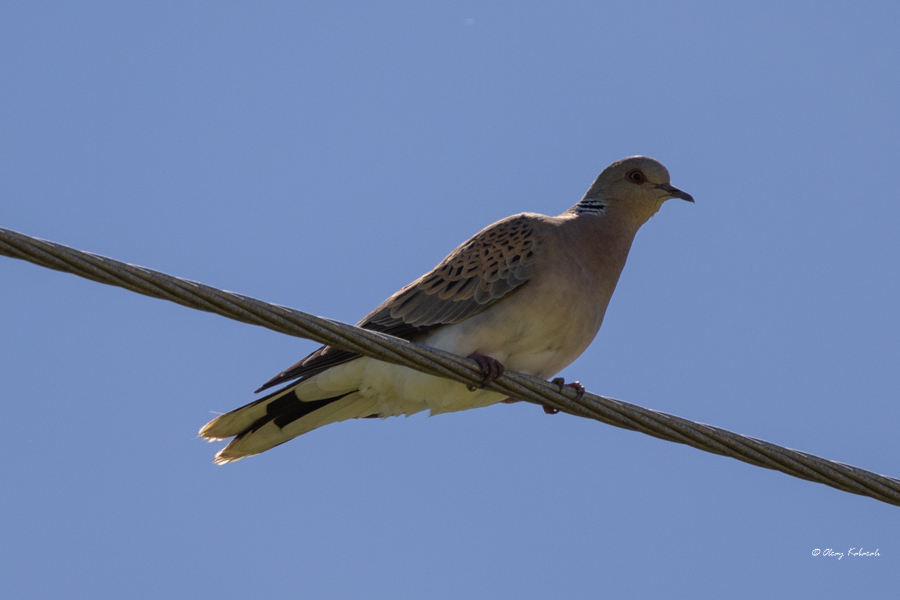 European Turtle Dove
