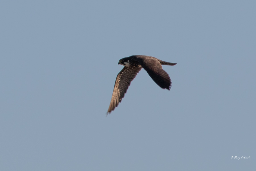Eurasian Hobby
