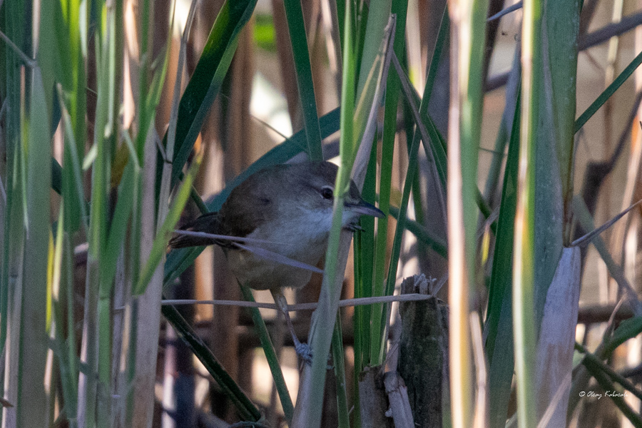Great Reed Warbler