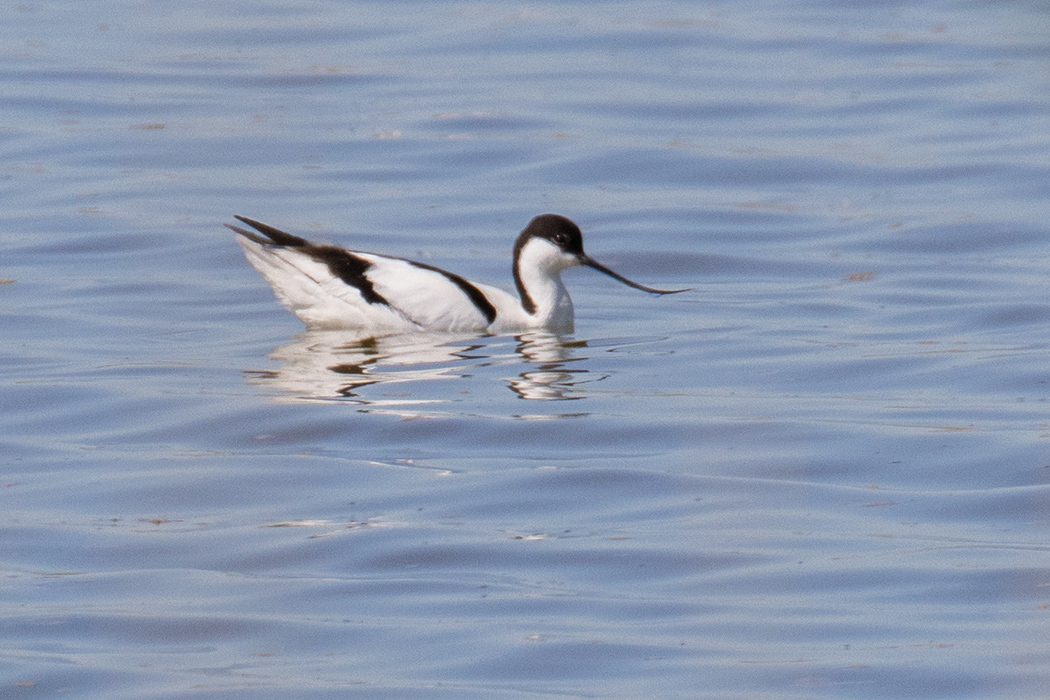 Pied Avocet