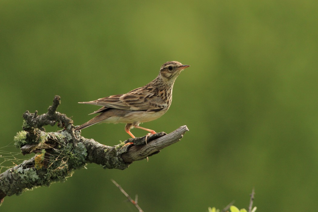 Woodlark
