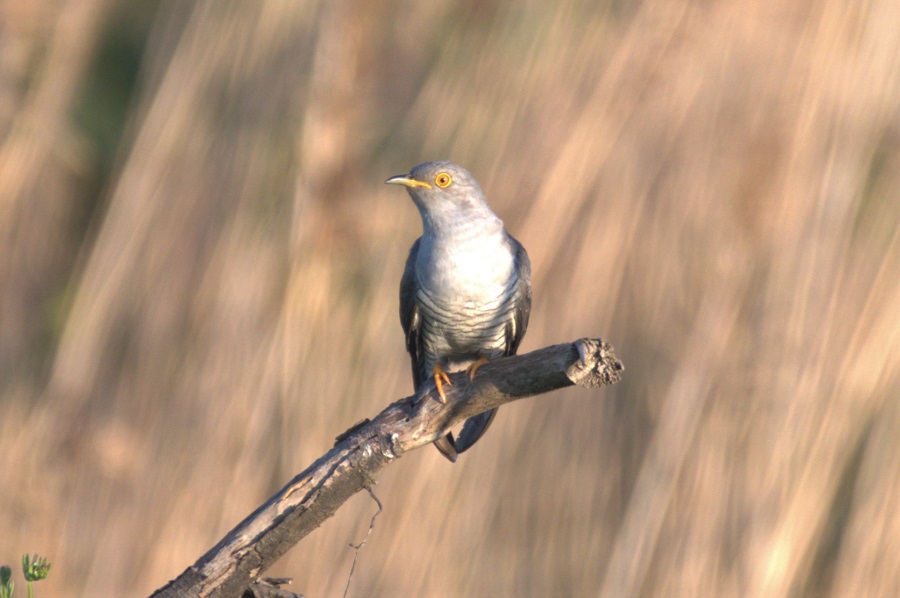Common Cuckoo