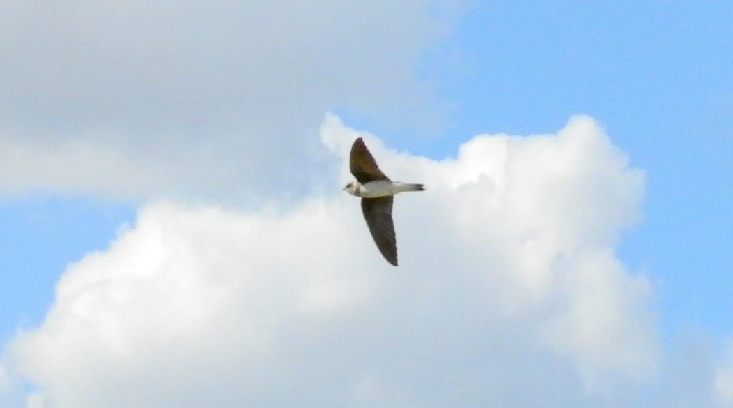 Sand Martin