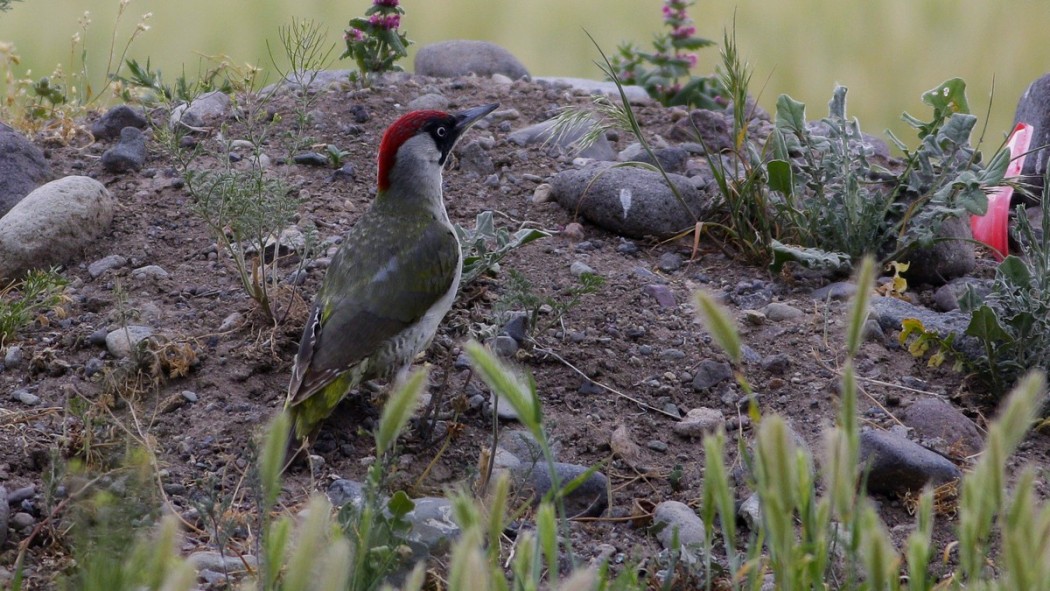 European Green Woodpecker