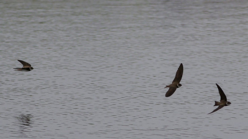 Sand Martin