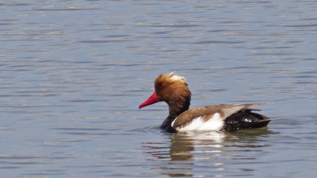 Red-crested Pochard