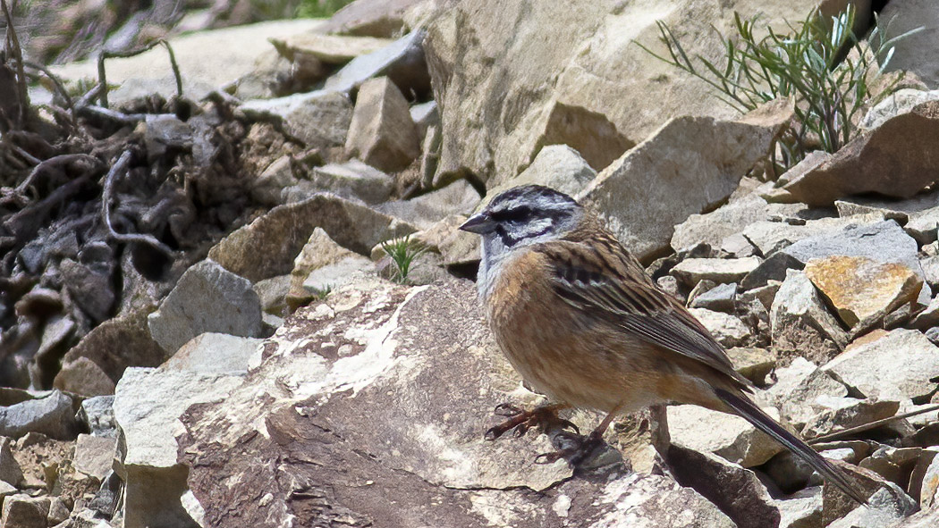 Rock Bunting
