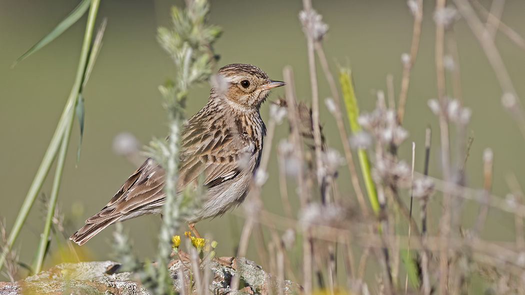 Woodlark
