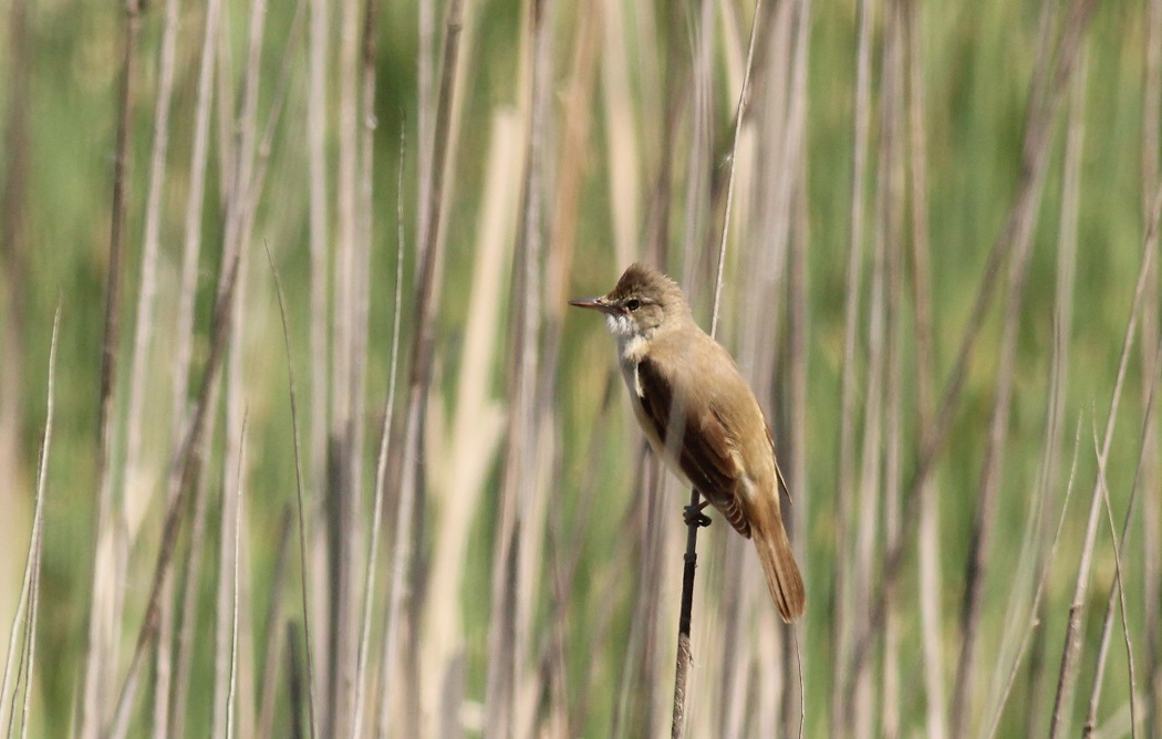 Great Reed Warbler